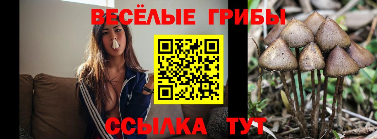 Псилоцибиновые грибы Psilocybe  Выборг  Псилоцибиновые грибы Cubensis 