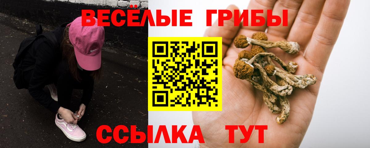 Псилоцибиновые грибы Psilocybe Выборг
